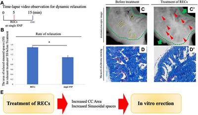 A visualization system for erectile vascular dynamics